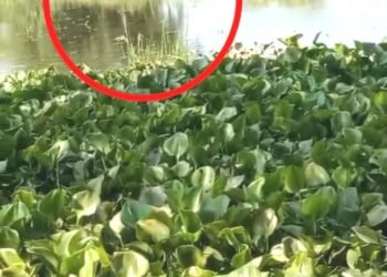 खेतों व नदी में लटक रहे विद्युत तारों से मंडरा रहा खतरा हो सकता बड़ा हादसा