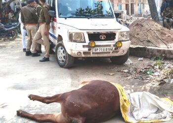 सांड को दौड़ा कर की हत्या व्यक्ति फरार,  पुलिस मौके पर  