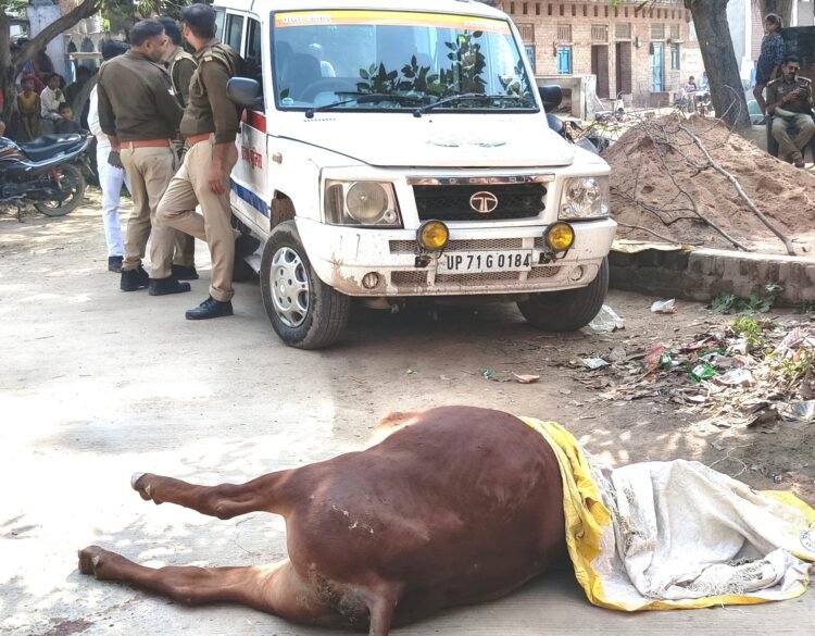 सांड को दौड़ा कर की हत्या व्यक्ति फरार,  पुलिस मौके पर  