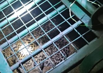 दहशत का अंत: बच्चे की मौत के बाद तेंदुआ पिंजरे में बंद