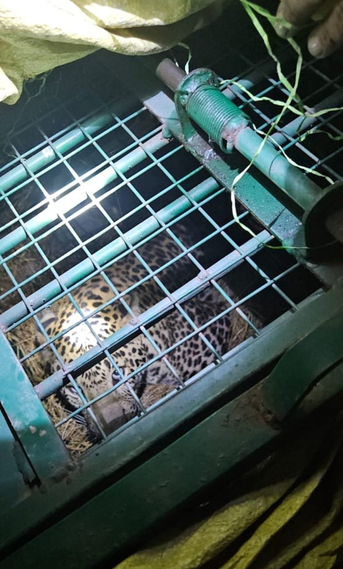 दहशत का अंत: बच्चे की मौत के बाद तेंदुआ पिंजरे में बंद