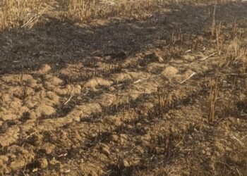 हाईटेंशन लाइन से निकली चिंगारी से आठ बीघा गेहूं-अरहर की फ़सल जलकर खाक