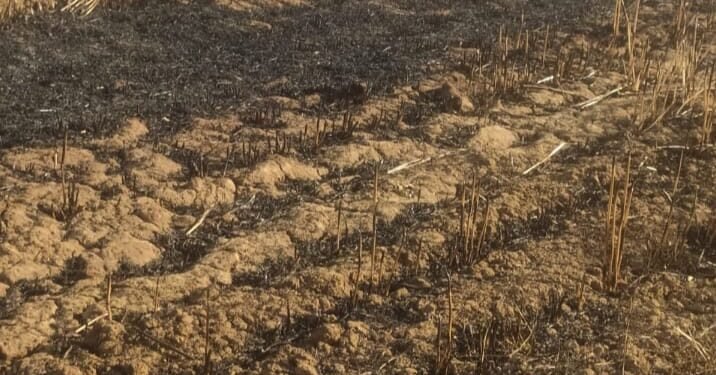 हाईटेंशन लाइन से निकली चिंगारी से आठ बीघा गेहूं-अरहर की फ़सल जलकर खाक