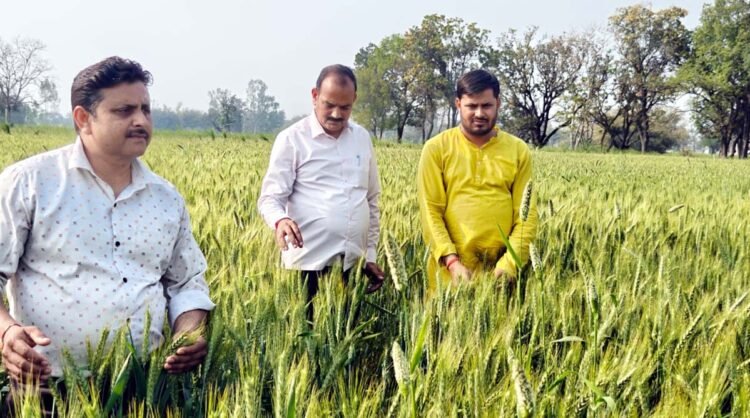 पोषण हेतु लाभकारी है गेहूं की डीबी डब्ल्यू 371