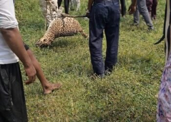 ग्रामीणों के हौसले से काबू में आया तेंदुआ, दो को कर चुका था घायल, वन विभाग पर लापरवाही का आरोप