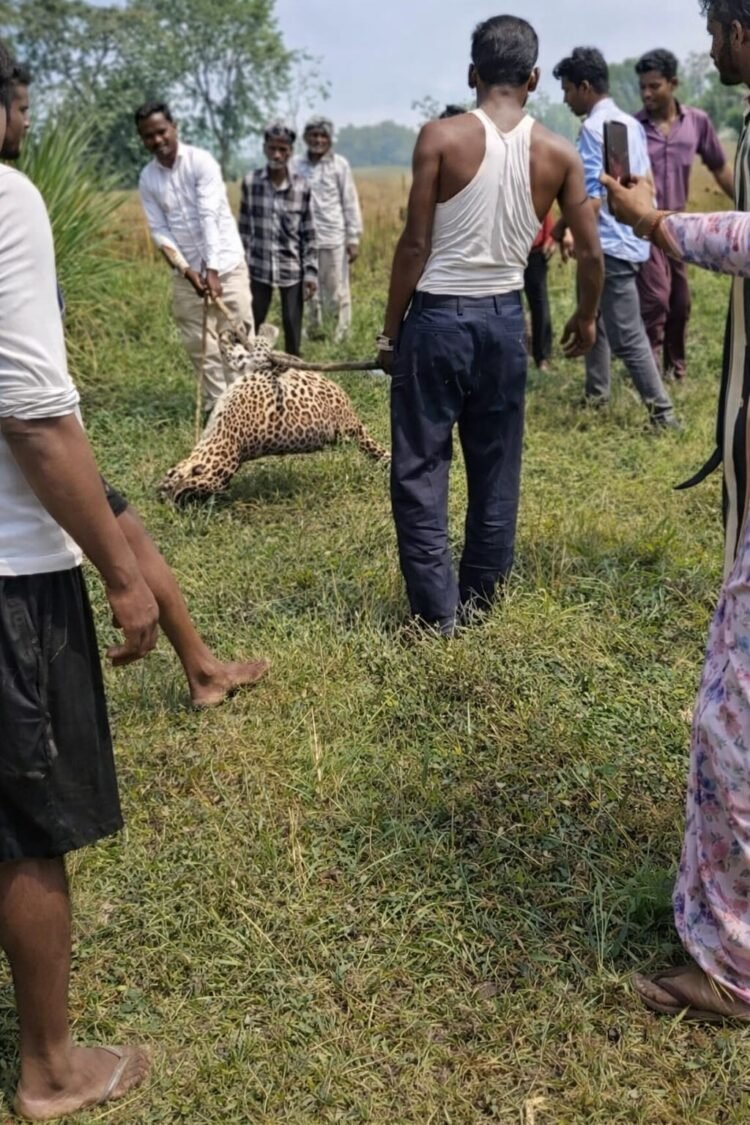 ग्रामीणों के हौसले से काबू में आया तेंदुआ, दो को कर चुका था घायल, वन विभाग पर लापरवाही का आरोप