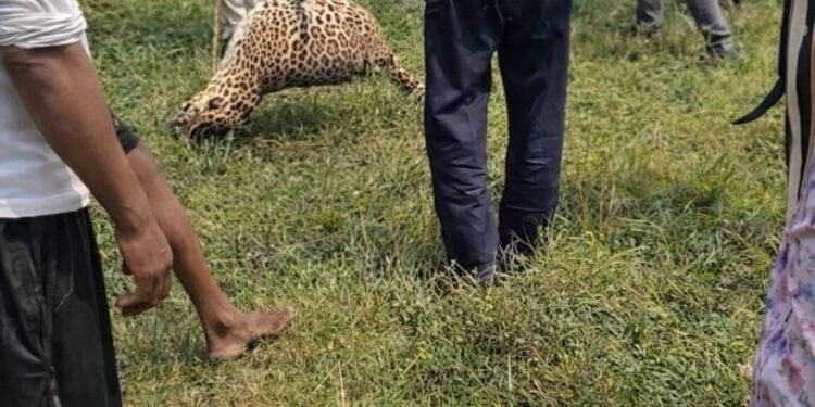 ग्रामीणों के हौसले से काबू में आया तेंदुआ, दो को कर चुका था घायल, वन विभाग पर लापरवाही का आरोप