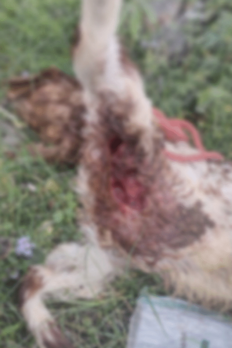 पालतू कुत्तों का पशु धन (बकरो) पर हमला,एक की मौत एक घायल, मालिक के खिलाफ मुकदमा दर्ज