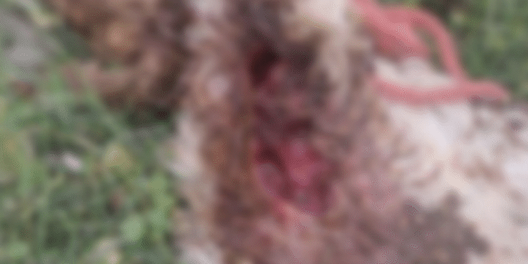 पालतू कुत्तों का पशु धन (बकरो) पर हमला,एक की मौत एक घायल, मालिक के खिलाफ मुकदमा दर्ज