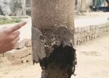 जर्जर पोल व लटकते हाई टेंशन तार से छुटकारा पाने के लिए टकटकी लगाए हैं लोग