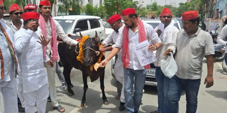 सपाइयों ने गाय को राष्ट्रीय पशु घोषित करने की  मांग को लेकर प्रदर्शन किया