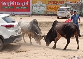 *रामलीला मैदान में भिड़े सांड, कार तोड़ी*